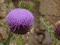 Jerash (17)